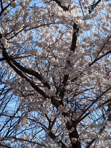 cherry-blossoms View when we open our front door