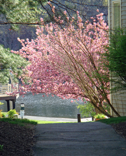 Path around the corner from my house