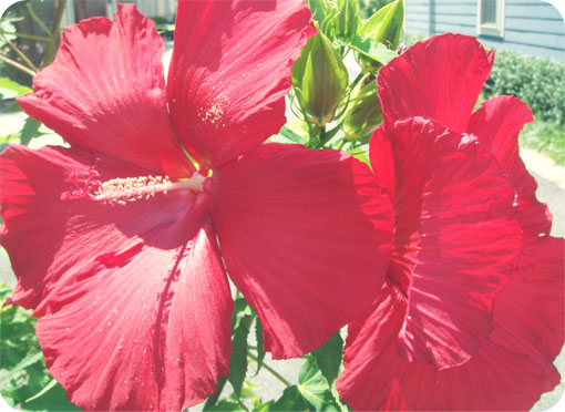 visual-poetry-week-1