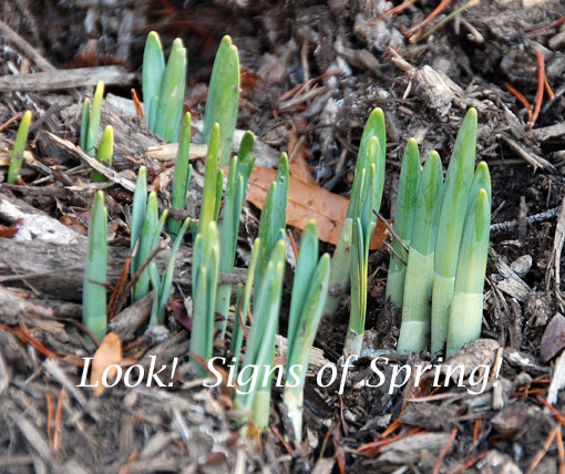signs-of-spring-20101