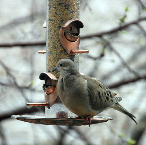 morning-dove