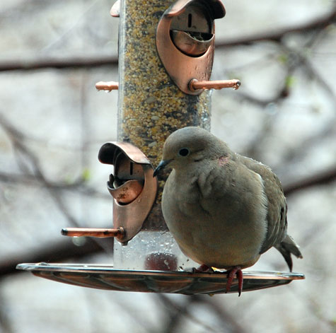morning-dove2jpg