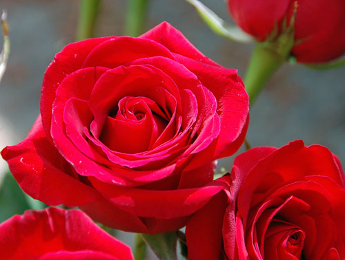 stop-and-smell-the-roses Roses from my husband