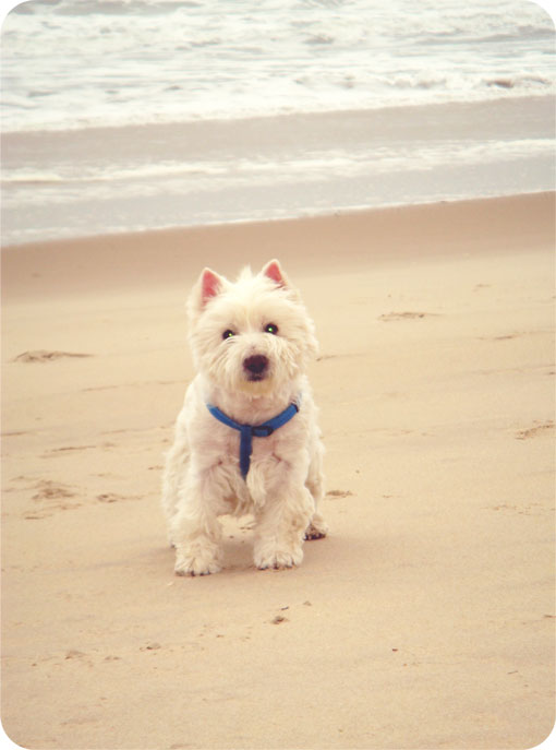 Bentley on the Beach