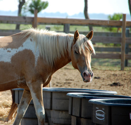 chincoteague_5jpg1