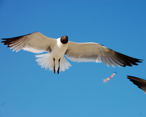 chincoteague_6jpg1