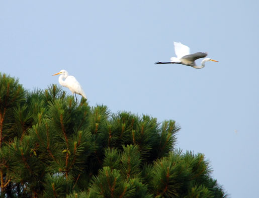chincoteague_8jpg