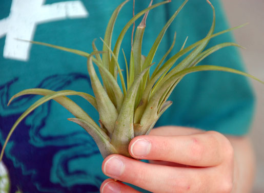 My son was captivated by air plants.  Have you heard of them?