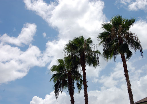 You know you're in FL when you see these....