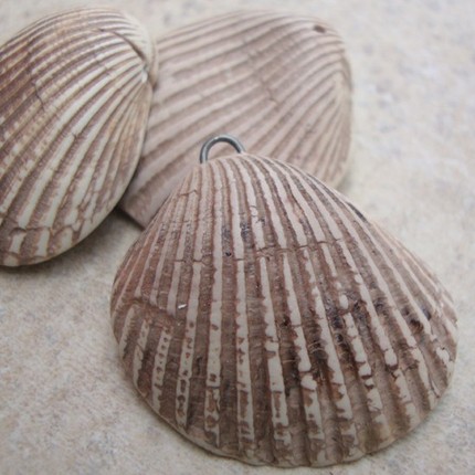 Cockle Shell by Floridity