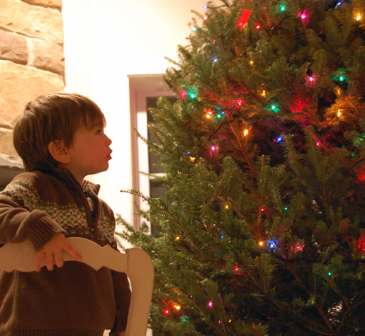 christmas-tree-20101
