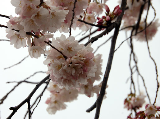 cherry-blossom-festival_9-0