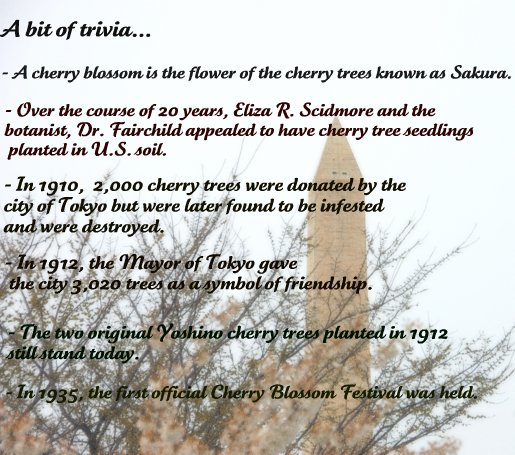 cherry-blossom-trivia