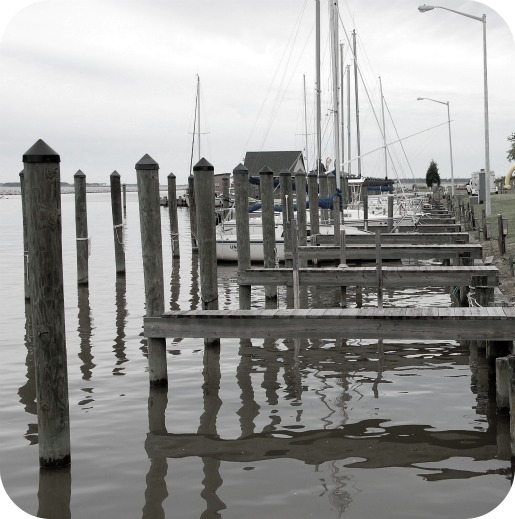 bivalve-marina bivalve-marina