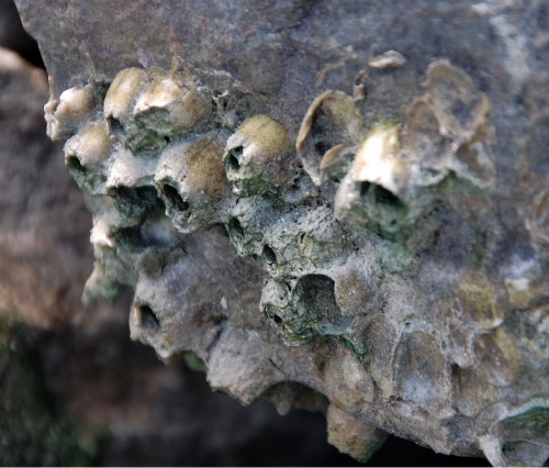 macro_memorialdaybarnacles