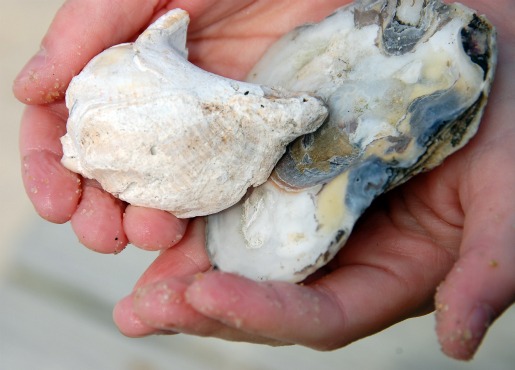 macro_memorialdayshells