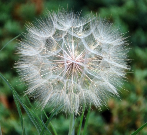 macrosunday_makeawish1