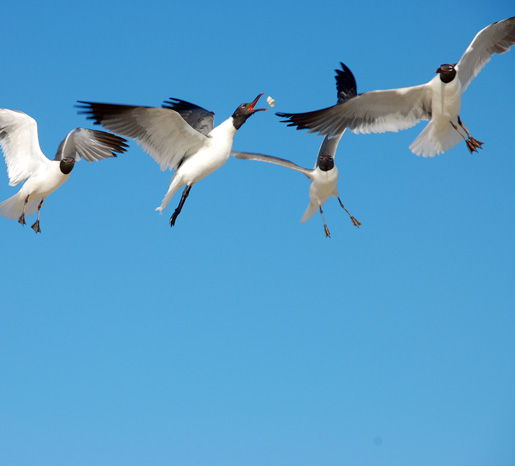 assateague_seagulls1