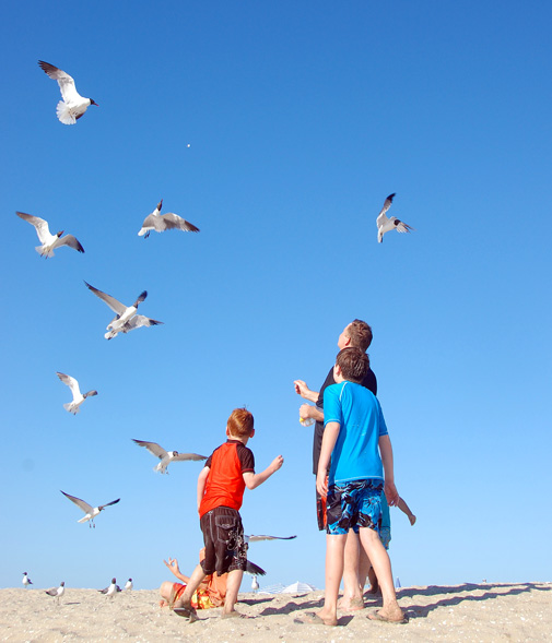 assateague_seagulls31
