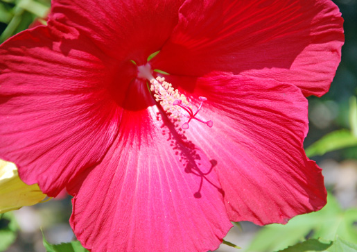 macrosundayflower2
