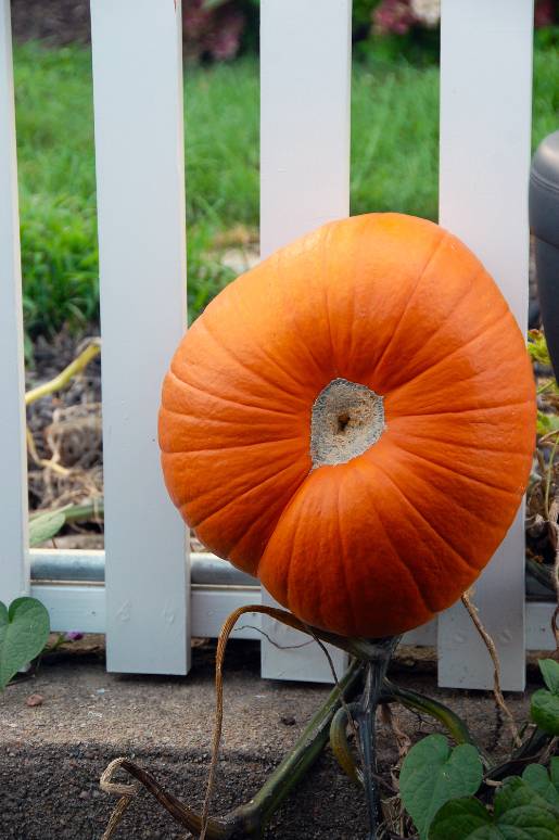 optimized-newengland_mysticpumpkin