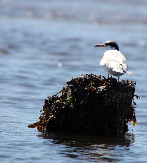 optimized-newengland_oldorchardbeachbird