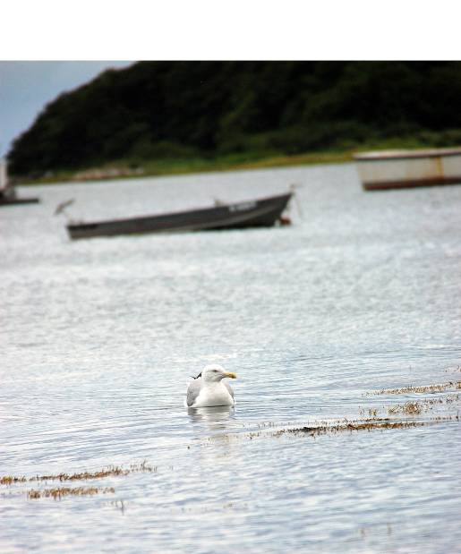 optimized-newengland_seagull-capeporpoise1
