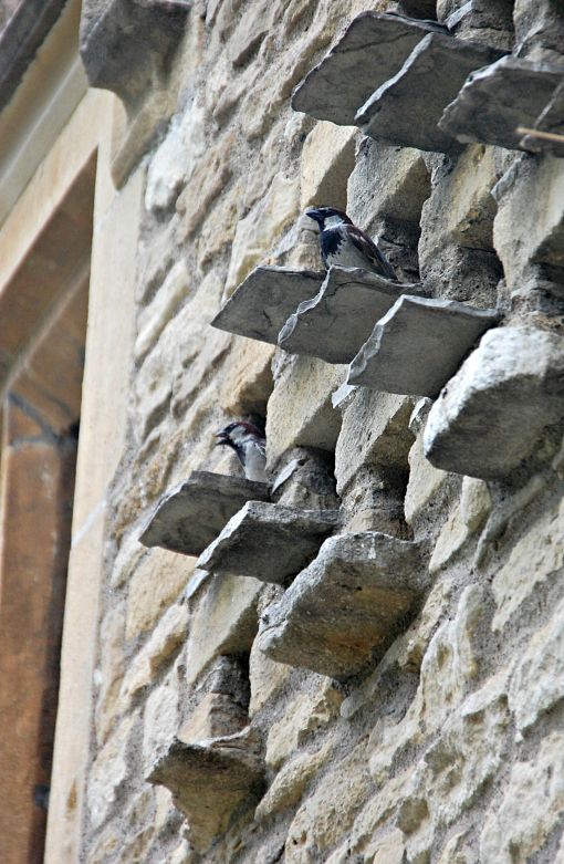 Birds on the Cotswold Cottage wall - Michigan