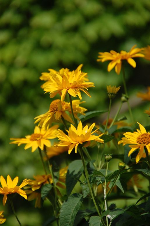 Flowers at Cotswald Cottage - Greenfield Village, Michigan