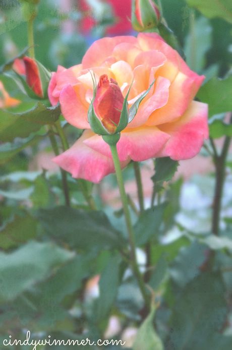 Betty Lou's roses