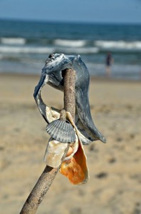 Assateague Island shell tree