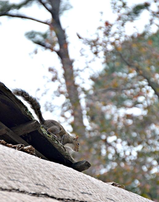 Squirrel in Jamestown