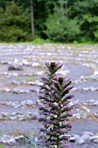 Aboretum, Harrisonburg VA