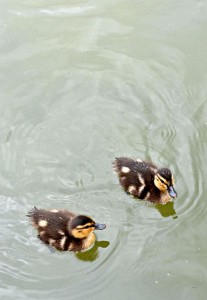 Gypsy Hill Park. Staunton, VA