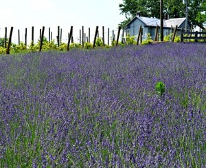 Lavender field