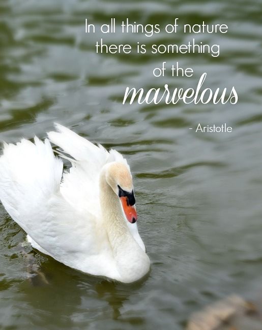 Swans - Aristotle quote